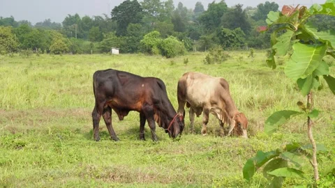 Native Thai cows in the countryside grasslands. Cows eat grass naturally. Stock Footage 287922992