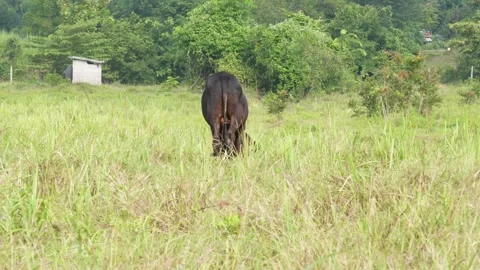 Native Thai cows in the countryside grasslands. Cows eat grass naturally. 스톡 동영상 287923079