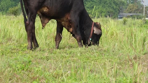 Native Thai cows in the countryside grasslands. Cows eat grass naturally. Stock Footage 287923178