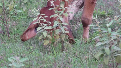 Native Thai cows in the countryside grasslands. Cows eat grass naturally. Video stock 287923229