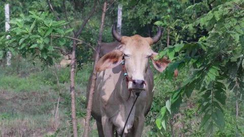 Native Thai cows in the countryside grasslands. Cows eat grass naturally. 스톡 동영상 287923293