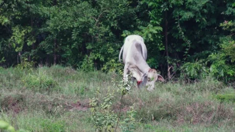 Native Thai cows in the countryside grasslands. Cows eat grass naturally. 스톡 동영상 287923299