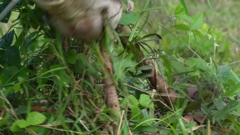 Native Thai cows in the countryside grasslands. Cows eat grass naturally. Video stock 287923474
