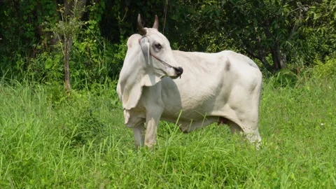 Native Thai cows in the countryside grasslands. Cows eat grass naturally. Stock Footage 287924438