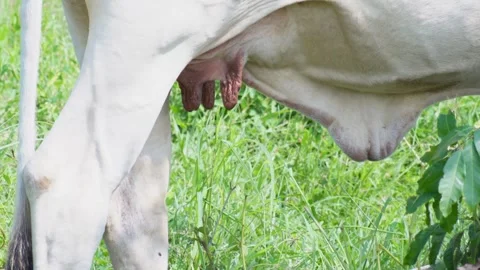Native Thai cows in the countryside grasslands. Cows eat grass naturally. Stock Footage 287924997