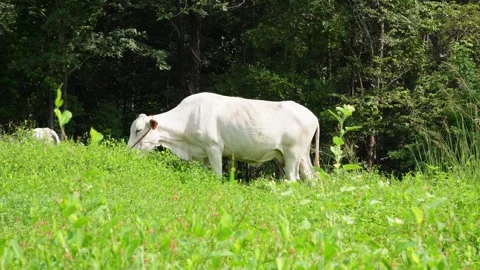 Native Thai cows in the countryside grasslands. Cows eat grass naturally. 스톡 동영상 287925166