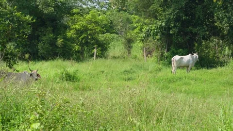 Native Thai cows in the countryside grasslands. Cows eat grass naturally. Stock Footage 287925233