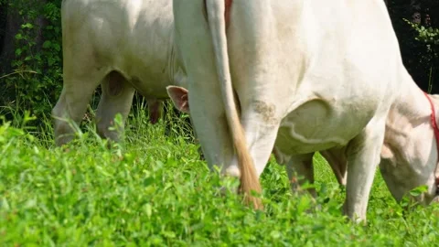 Native Thai cows in the countryside grasslands. Cows eat grass naturally. Video stock 287925360