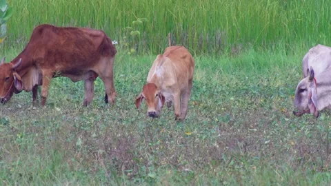 Native Thai cows in the countryside grasslands. Cows eat grass naturally. Stock Footage 287925516