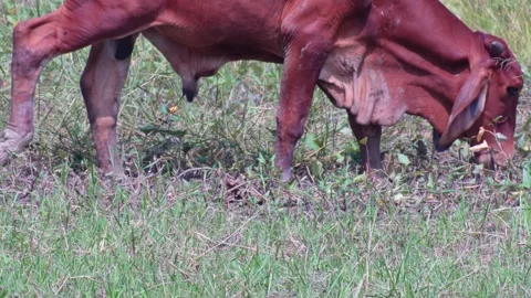Native Thai cows in the countryside grasslands. Cows eat grass naturally. 스톡 동영상 287925637