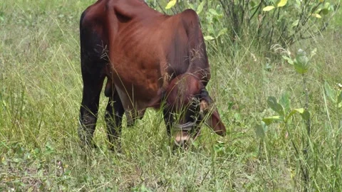 Native Thai cows in the countryside grasslands. Cows eat grass naturally. Video stock 287925840