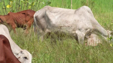 Native Thai cows in the countryside grasslands. Cows eat grass naturally. Stock Footage 287925852
