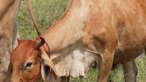 Native Thai cows in the countryside grasslands. Cows eat grass naturally. 스톡 동영상 287925871
