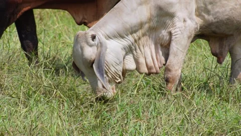 Native Thai cows in the countryside grasslands. Cows eat grass naturally. Video stock 287925968