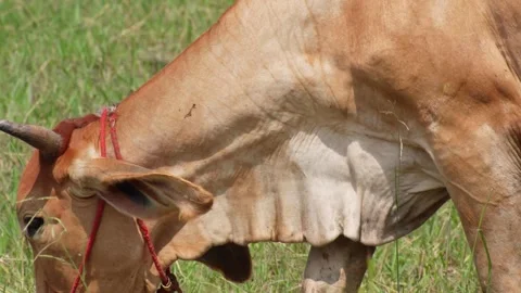 Native Thai cows in the countryside grasslands. Cows eat grass naturally. Video stock 287926022