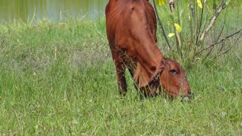 Native Thai cows in the countryside grasslands. Cows eat grass naturally. Stock Footage 287926045