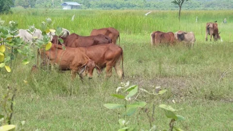 Native Thai cows in the countryside grasslands. Cows eat grass naturally. Stock Footage 287927480