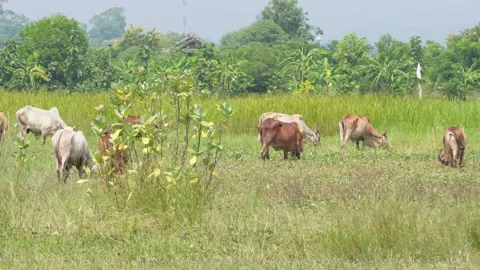 Native Thai cows in the countryside grasslands. Cows eat grass naturally. Stock Footage 287927704