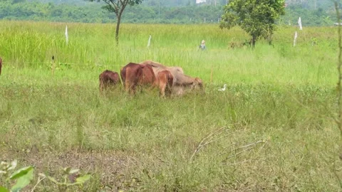 Native Thai cows in the countryside grasslands. Cows eat grass naturally. Stock Footage 287927909