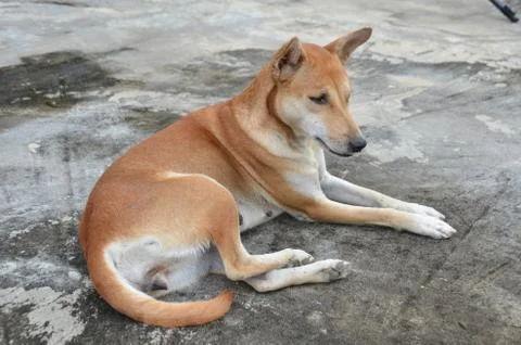 Native thai dog Foto stock