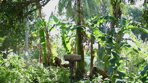 Native Thai rooster cockerel perched on a bamboo pole. Video stock 122913828