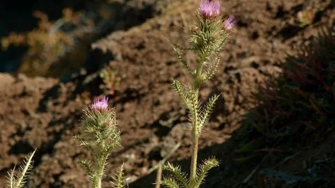 Native thistle Summit Steens Mountain Near Malhuer Wildlife Refuge 19 Stock-Footage 81795748