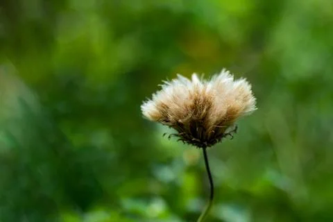 Native thistles provide high value nectar and pollen and are ecologically Stock Photos