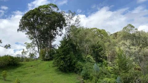 Native tree and sky scene Stock Footage 231931316