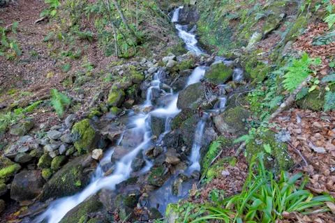 Native tree forests of Leon in Spain Stock Photos