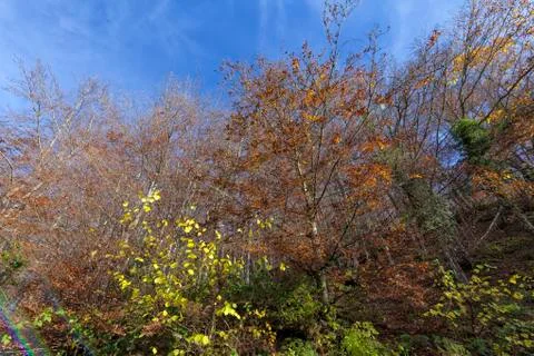 Native tree forests of Leon in Spain Stock Photos