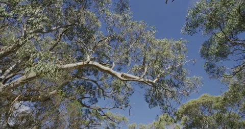 Native Trees In Australia Stock Footage 316820473