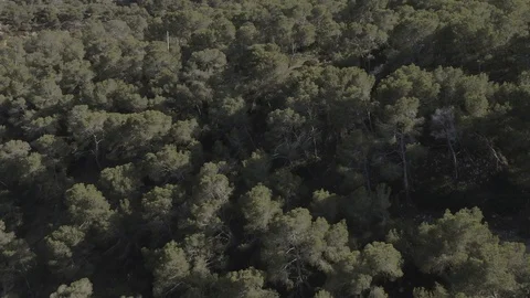 Native trees forest and Cala Mago beach, aerial drone shot, Mallorca, raw 4k. Vidéo 89865731