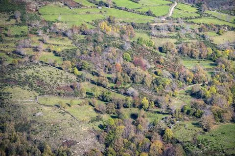 Native trees of various species repopulate abandoned pastures Stock Photos
