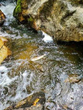 Native Trout in Water Stock Photos