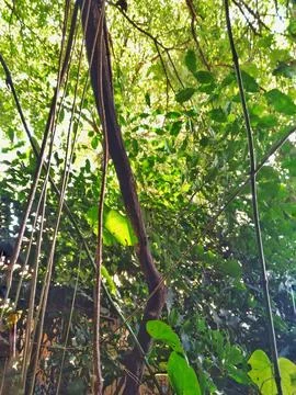 Native vegetation amidst tree trunks and vines Stock Photos