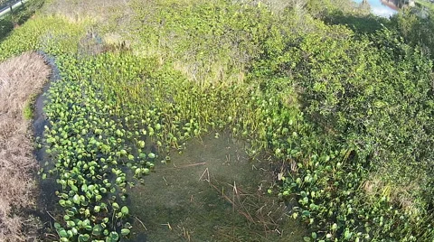 Native vegetation Florida Stock Footage 47948378