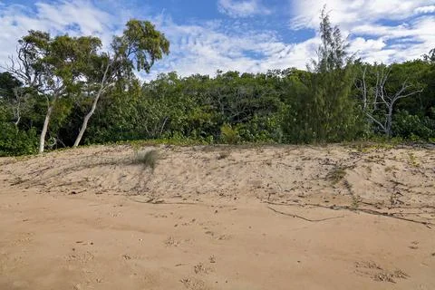 Native Vegetation On A Sandy Beach Stock Photos