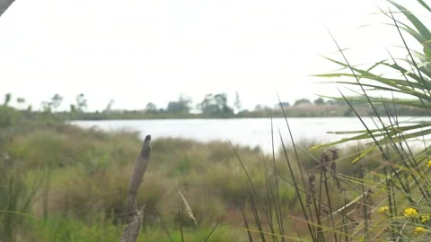 Native Wetland Lake 2 Stock Footage 201177359