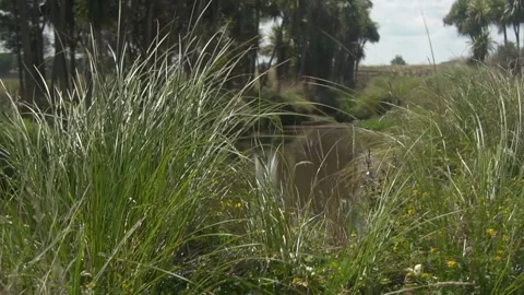 Native Wetlands Effluent Pond Stock Footage 201177298