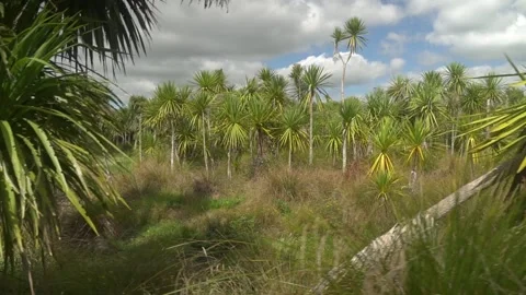 Native Wetlands Stock Footage 201177348