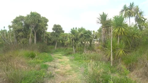 Native Wetlands look around Stock Footage 201177383