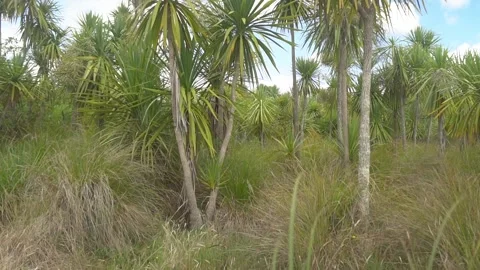 Native Wetlands1 Stock Footage 201177320