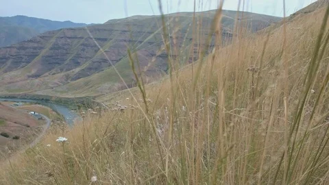 Native wild bunchgrass grass 2 Grande Ronde River Washington Oregon 26 Stock Footage 81795888