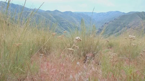 Native wild bunchgrass grass 3 Grande Ronde River Washington Oregon 44 Stock Footage 81796087
