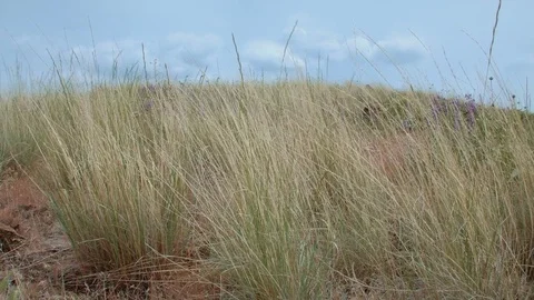 Native wild bunchgrass grass 4 Grande Ronde River Washington Oregon 46 Video stock 81796241