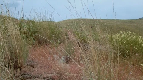 Native wild bunchgrass grass 5 Grande Ronde River Washington Oregon 47 Video stock 81796562