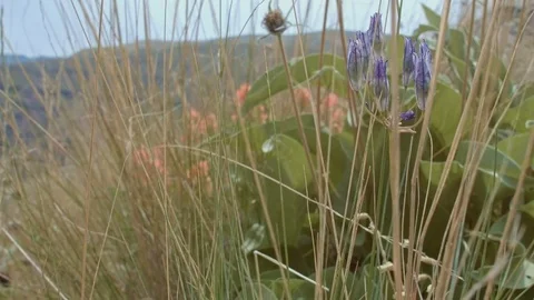 Native wild bunchgrass grass and large-flowered brodiaea wildflower Grande Ronde Stock Footage 81796727