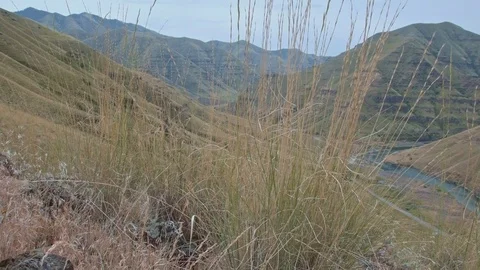 Native wild bunchgrass grass Grande Ronde River Washington Oregon 25 Stock-Footage 81797049