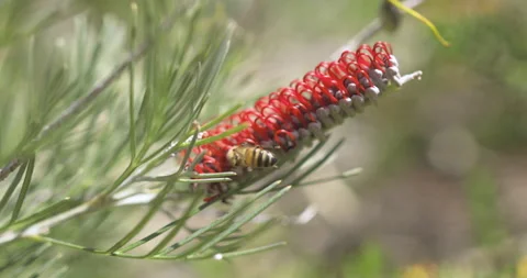 Native wild flowers that bloom of WA. Bee collecting Pollen. Stock Footage 140897755