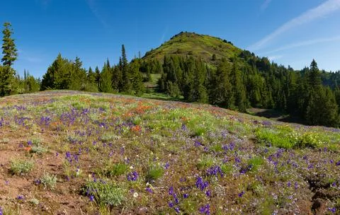 Native Wildflowers of Oregon Stock Photos